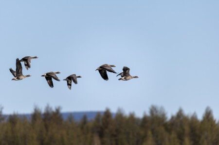 Летят гуси.