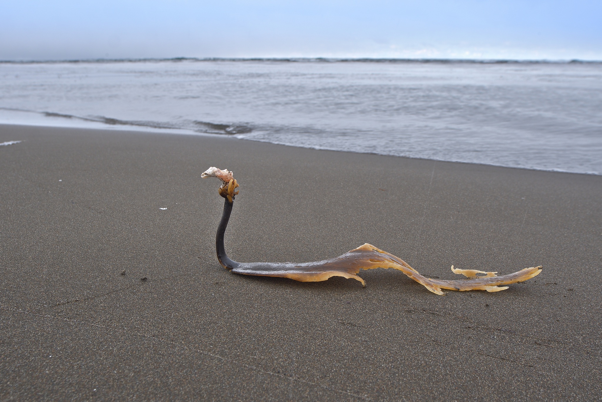 прогулка по берегу с.Яблочное . о.Сахалин