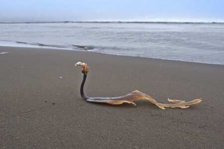 прогулка по берегу с.Яблочное . о.Сахалин