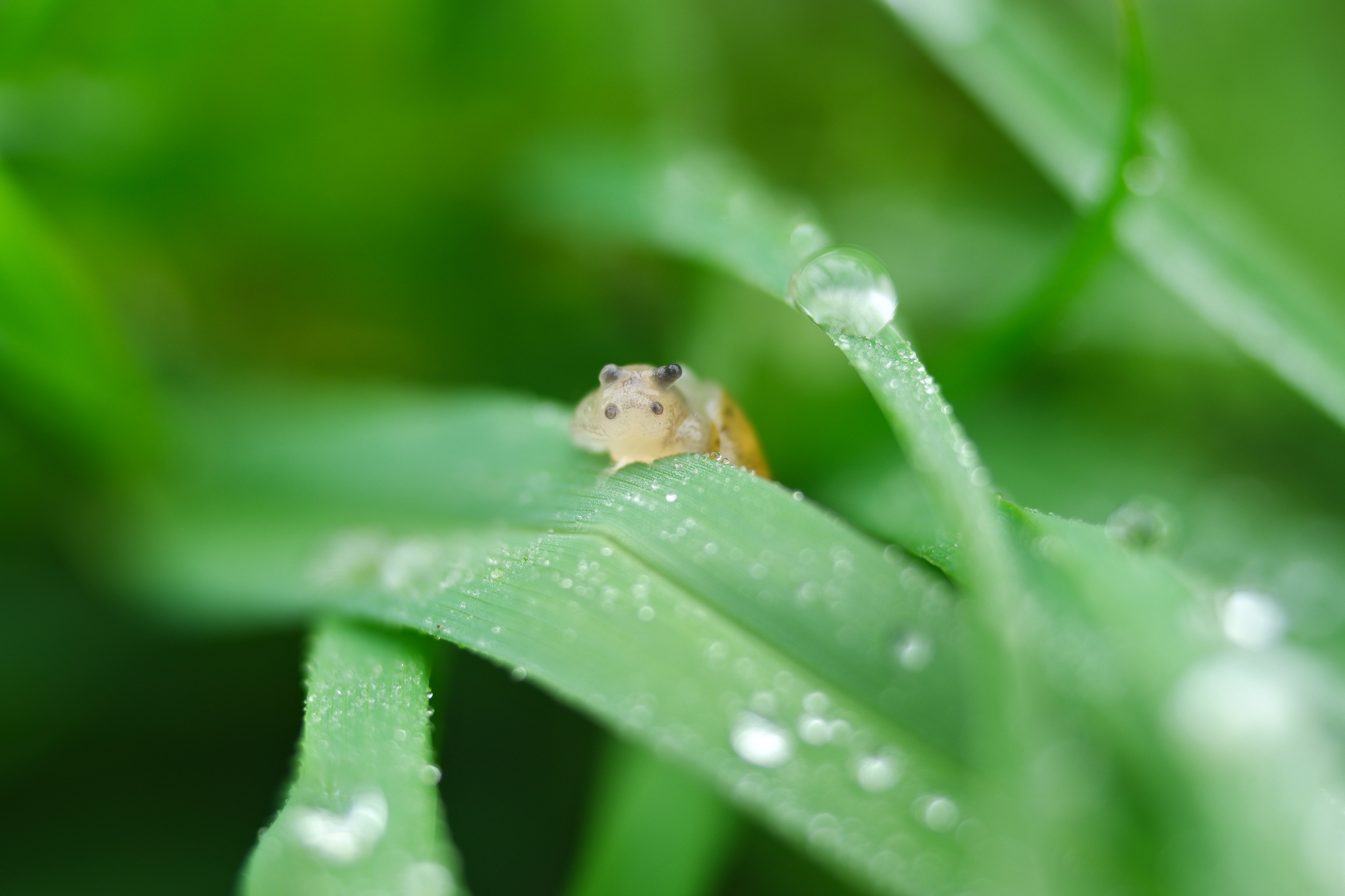 после дождя с.Яблочное . о.Сахалин