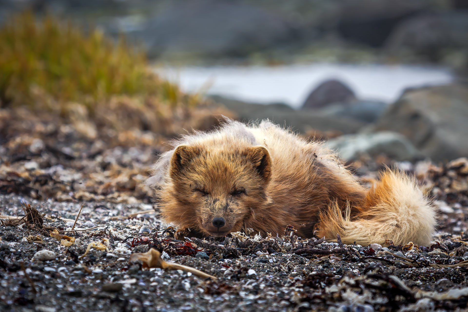 Лежу на газоне и меня не видно