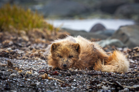 Лежу на газоне и меня не видно