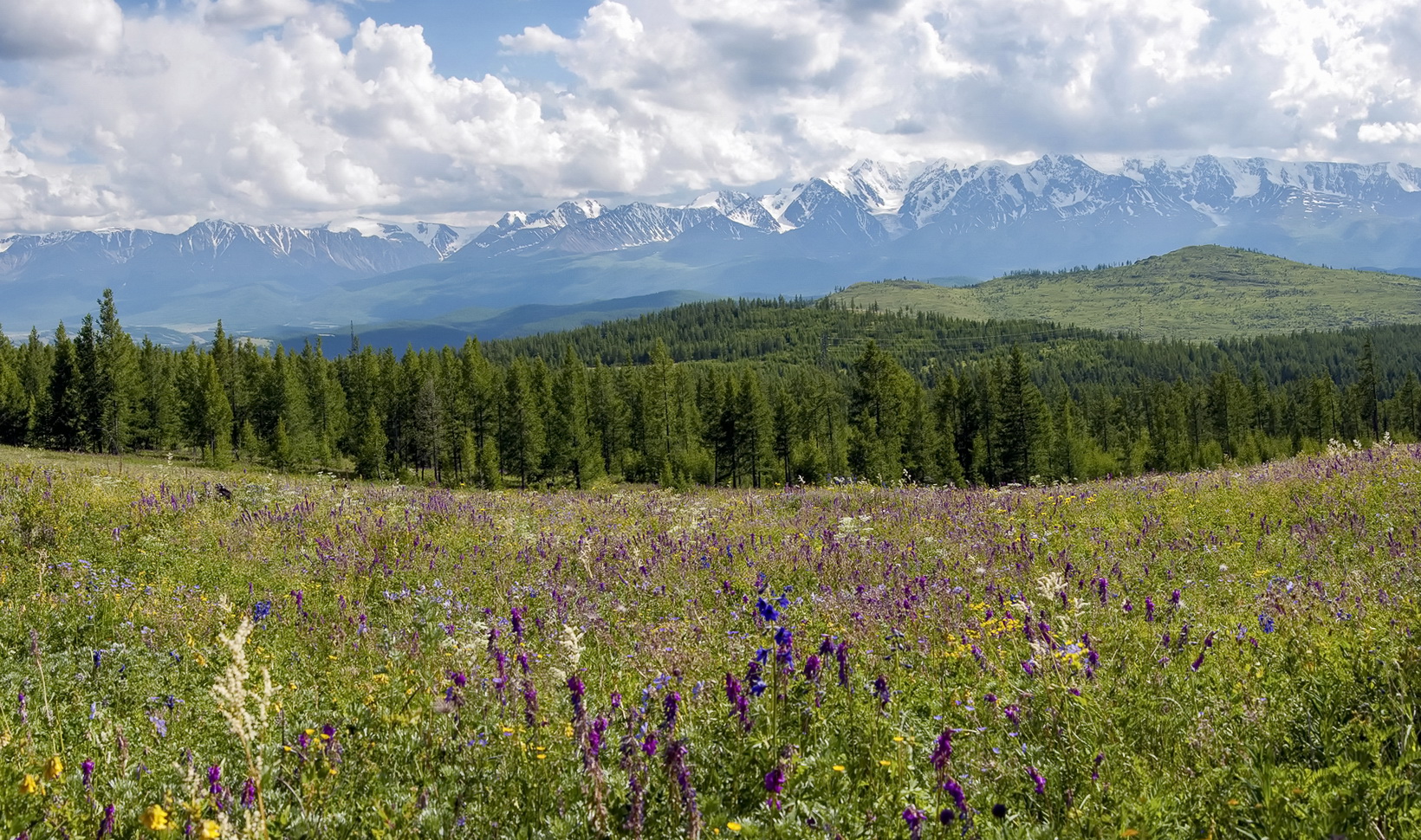 альпийские луга с видом на Актру