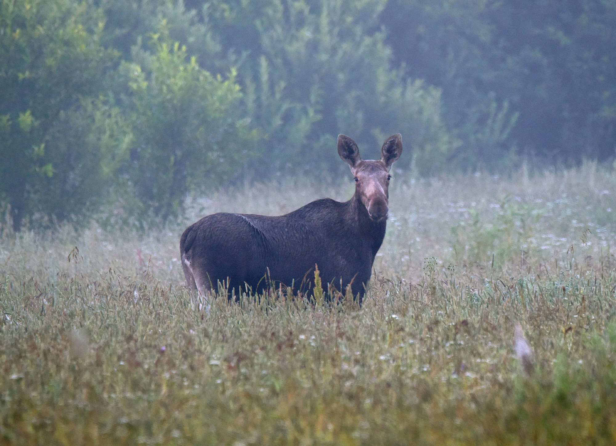 В утреннем тумане