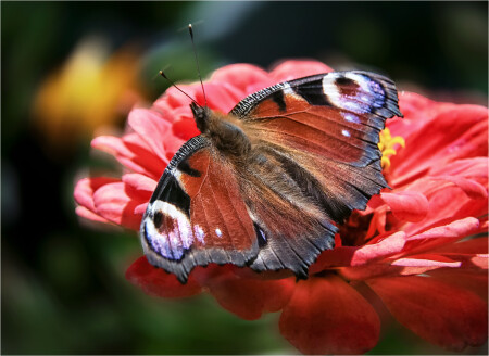 Павлиний глаз