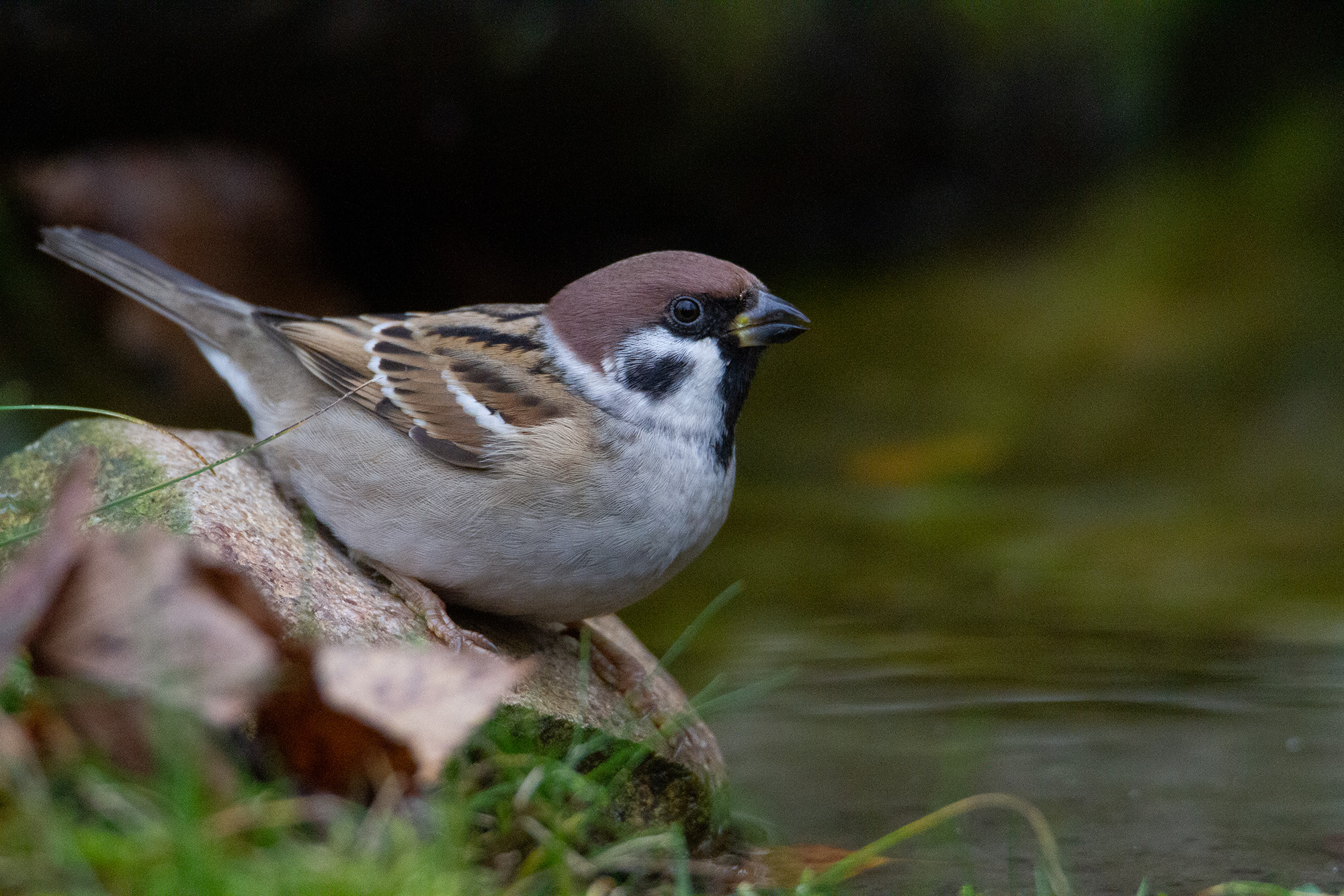 Полевой воробей