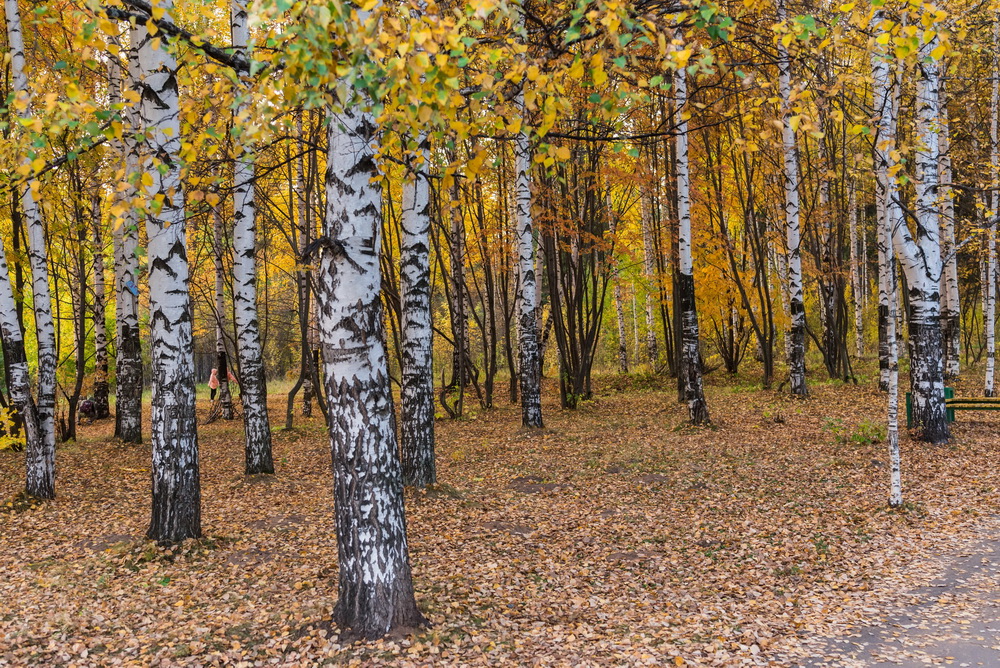 осень в парке