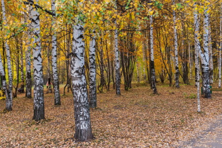 осень в парке
