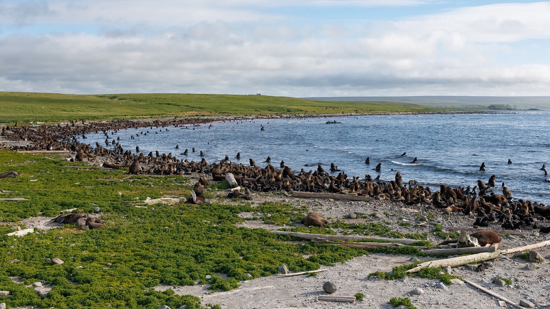 Северное лежбище. Командоры. о.Беринга
