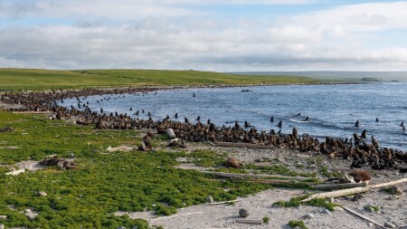 Северное лежбище. Командоры. о.Беринга