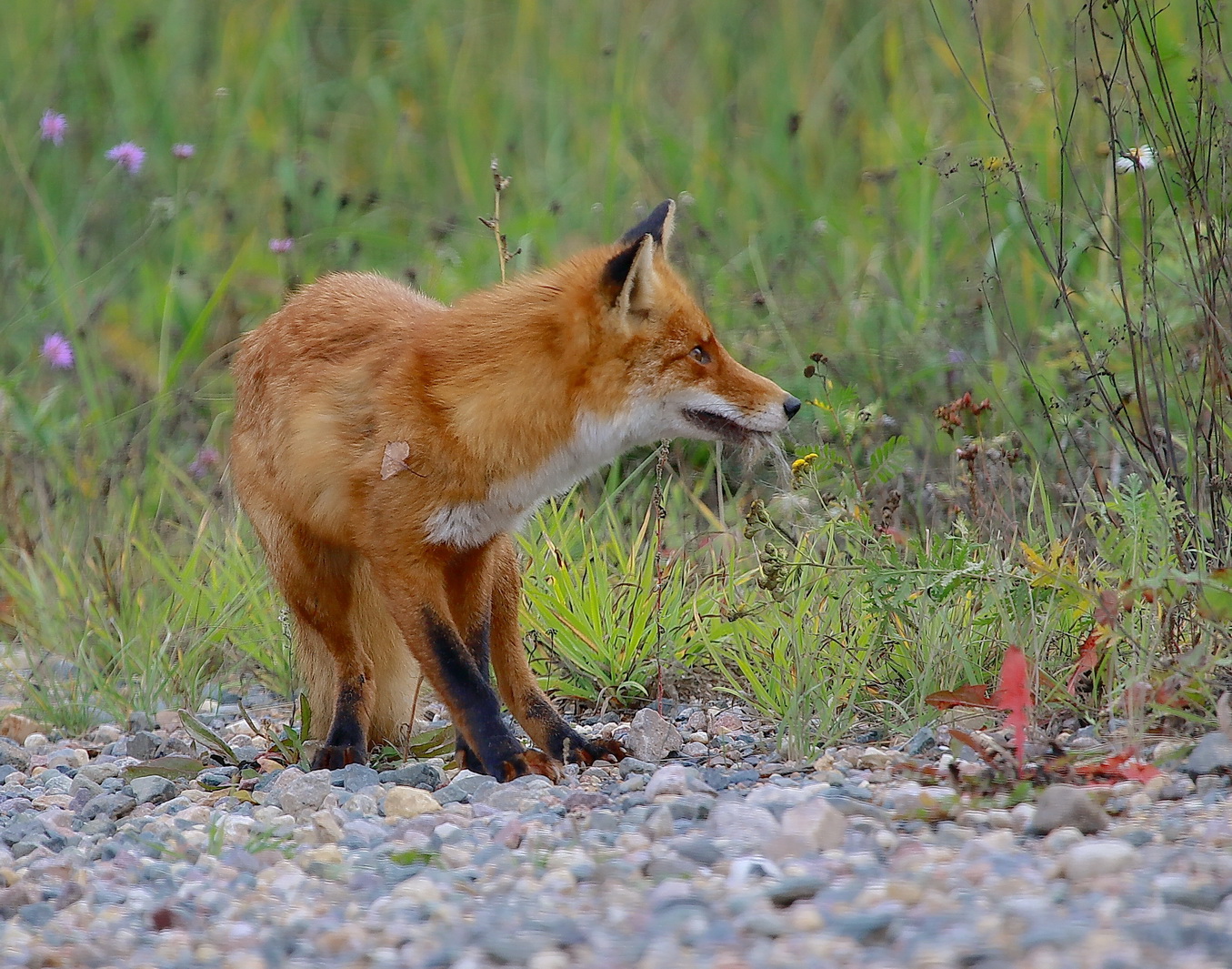 успешна в охоте