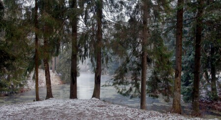 Лесной дозор