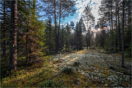 В осеннем лесу