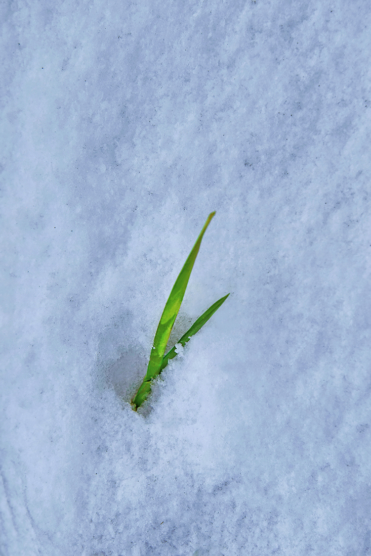 Ранний снег