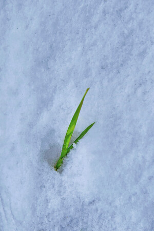 Ранний снег