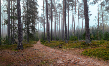 Тропа меж сосен