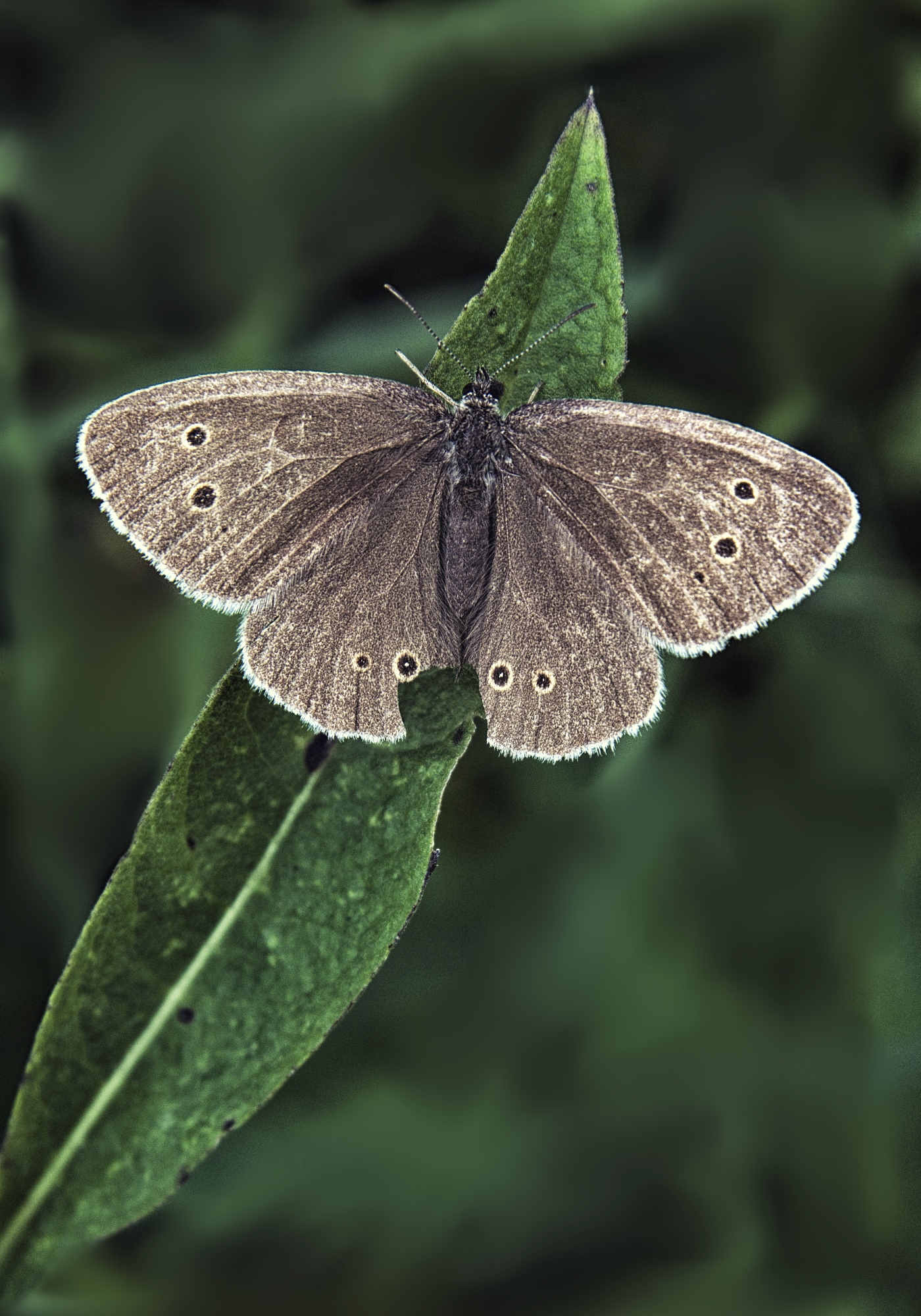 Сатир железный