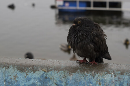 Птичку жалко