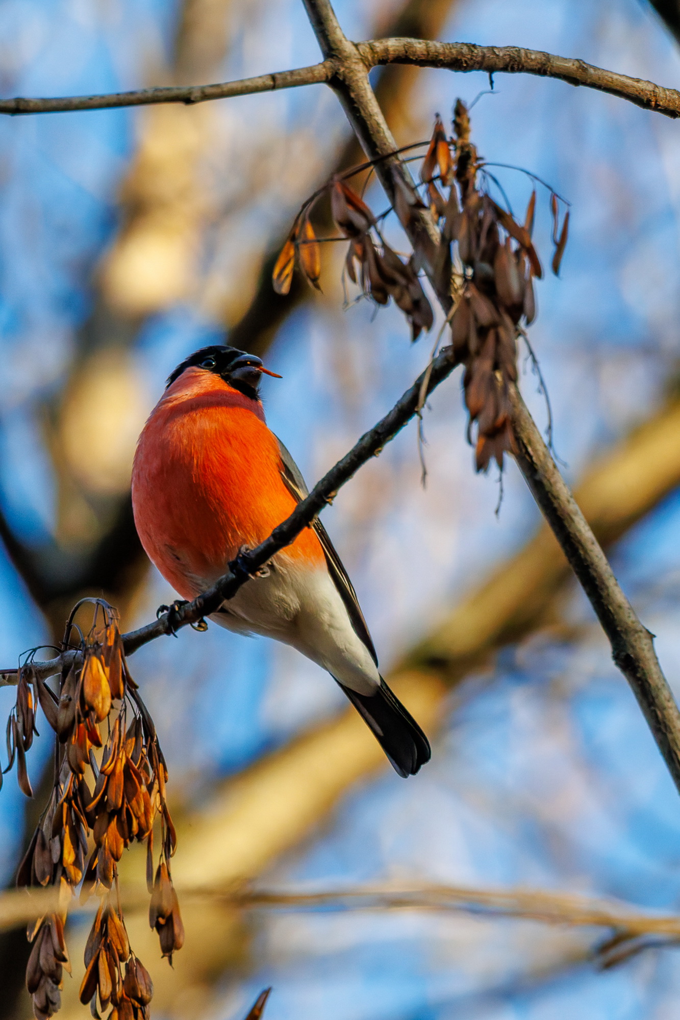 Пламя в закатном блеске