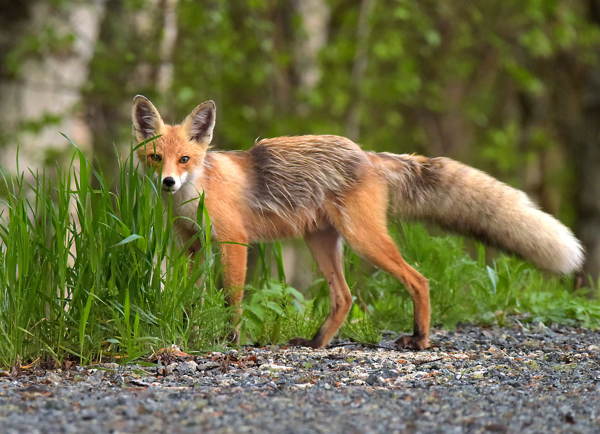 Нежданчик на обочине.