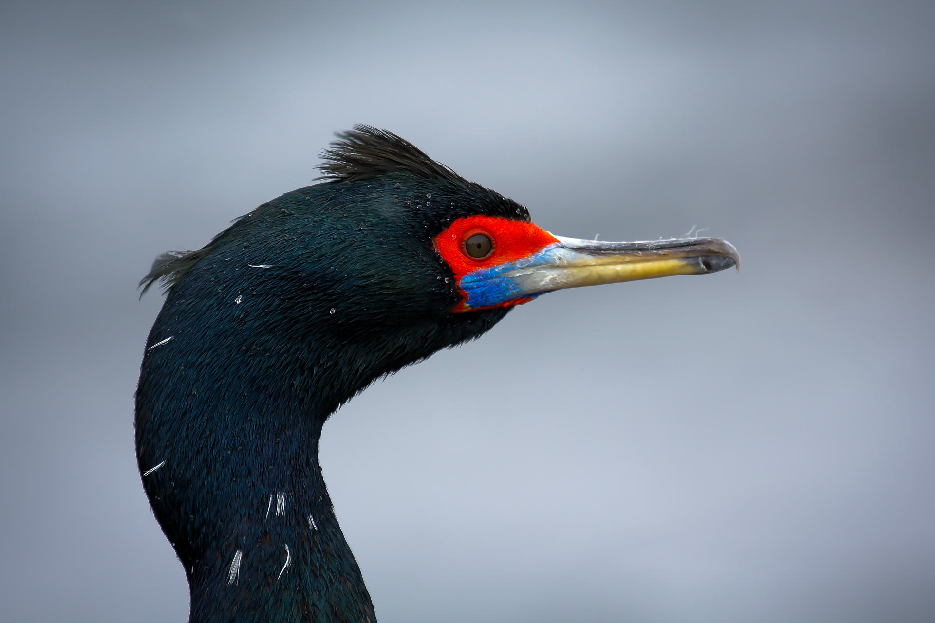 Краснолицый баклан