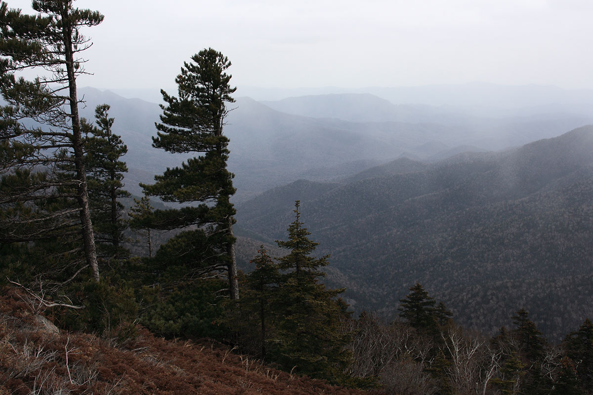 На севере диком