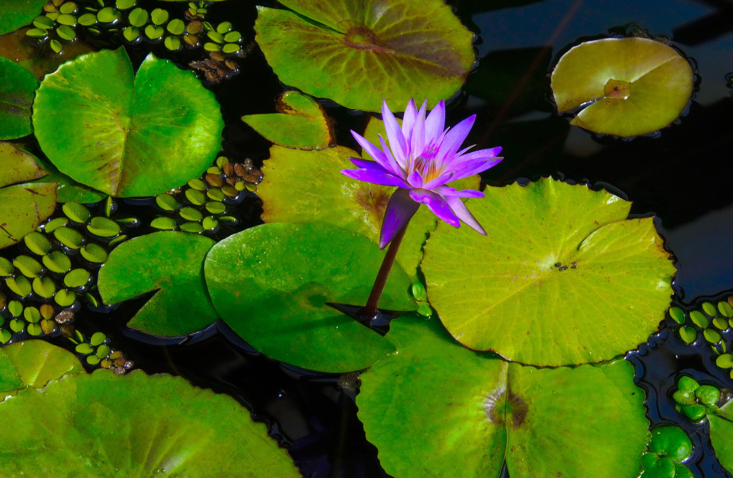 В ботаническом саду всегда лето.