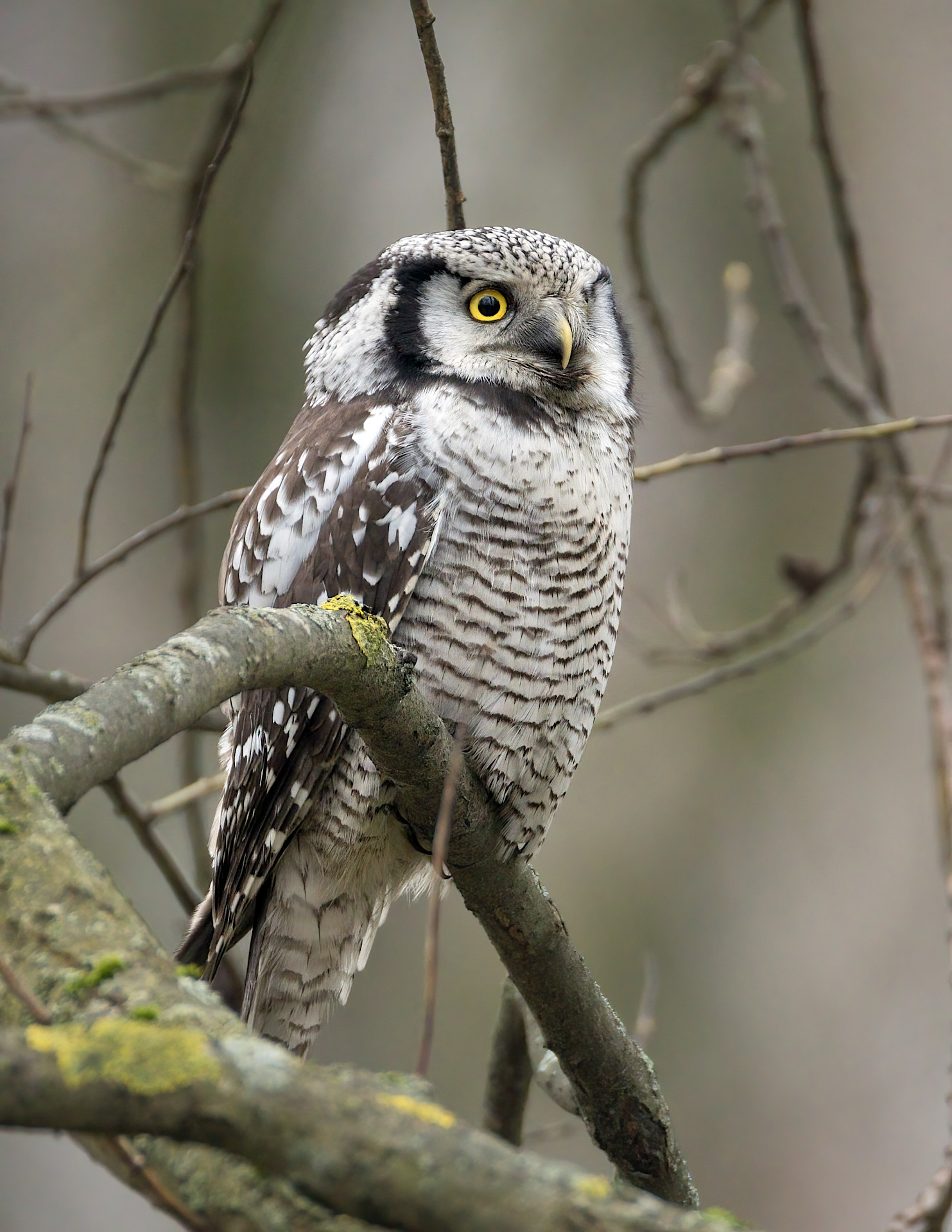 Ястребиная сова