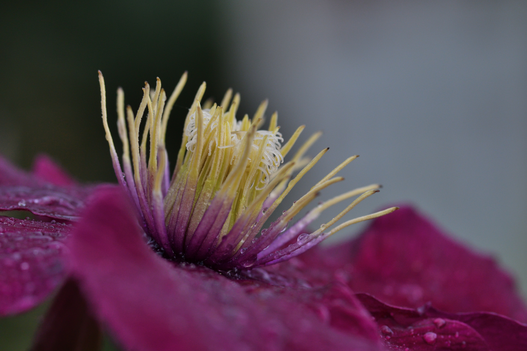 Дачное макро. Клематис