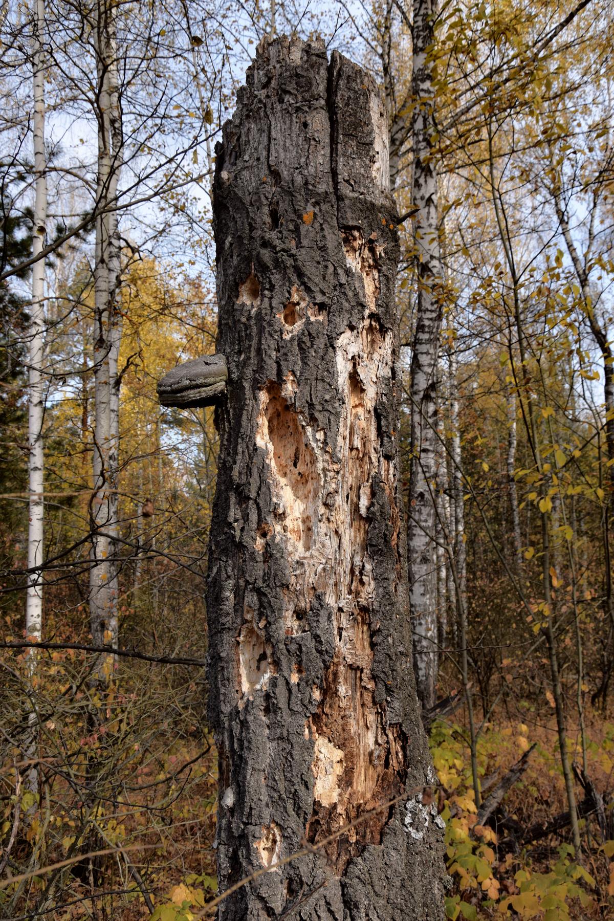"Обеденный стол" дятла.
