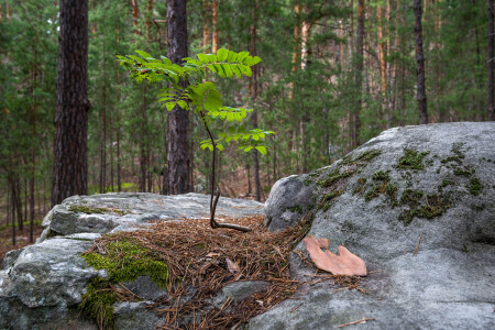 Рябина на валуне...