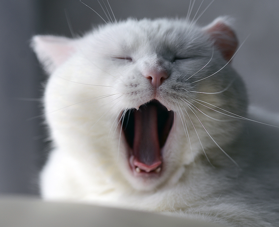 Кормить...будите.? !