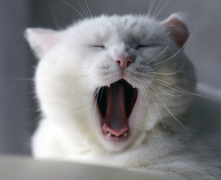 Кормить...будите.? !