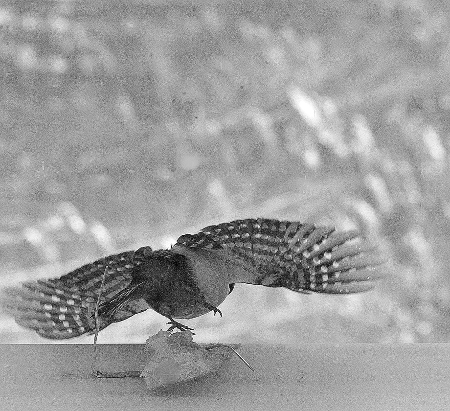 Взлет дрозда...