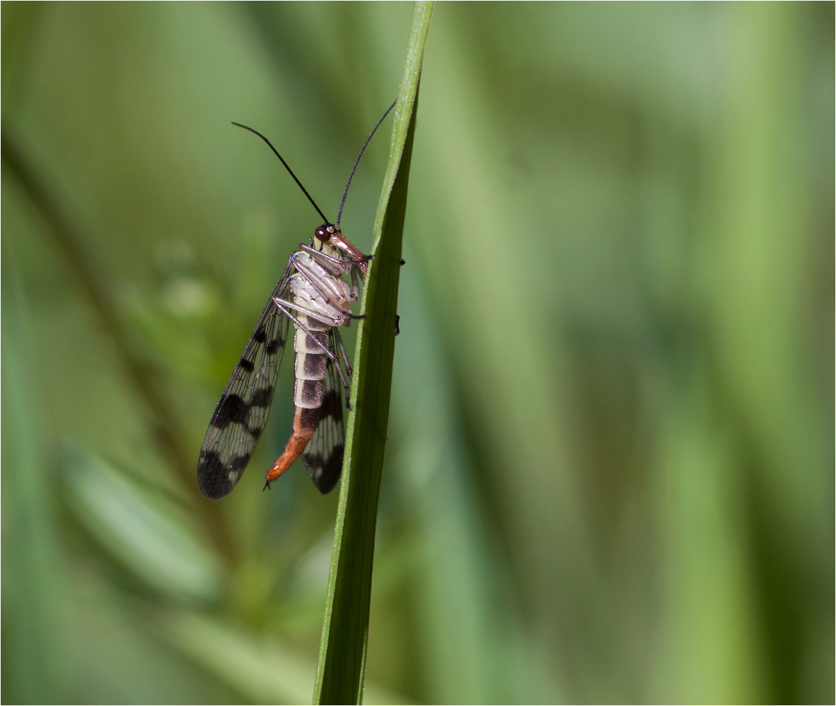 Скорпионница
