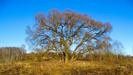 Природа Смоленщины 