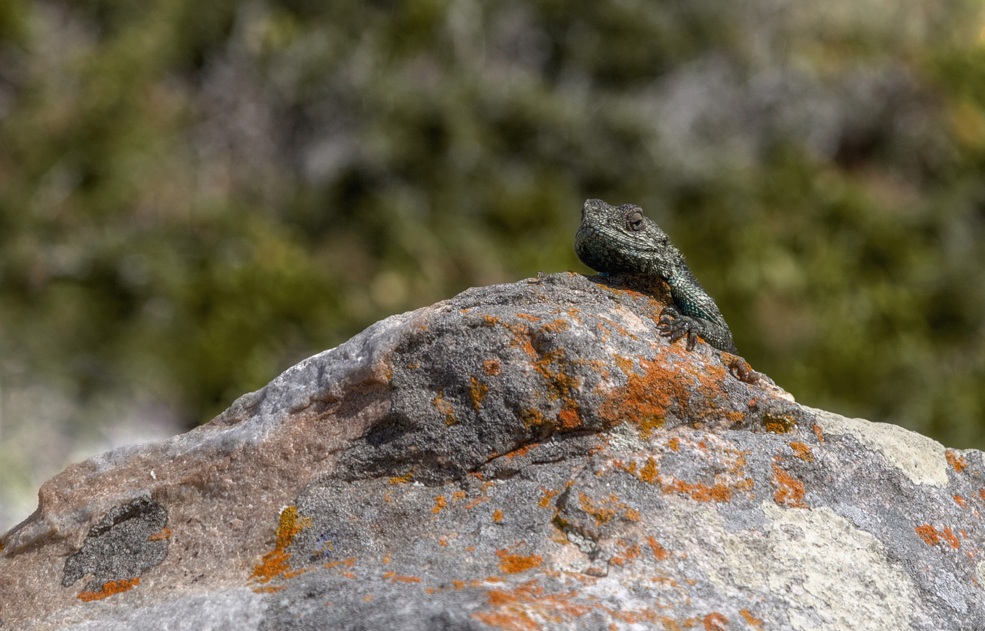 Наблюдатель