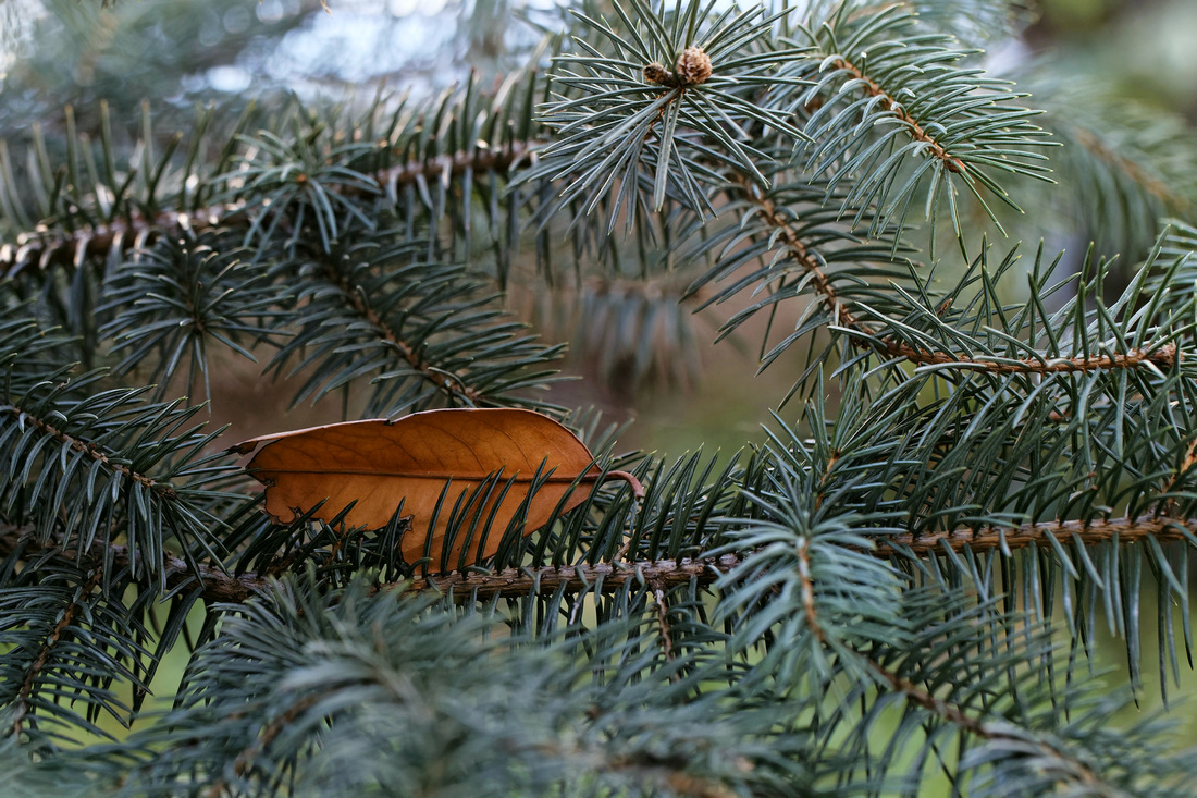 На зимовку...