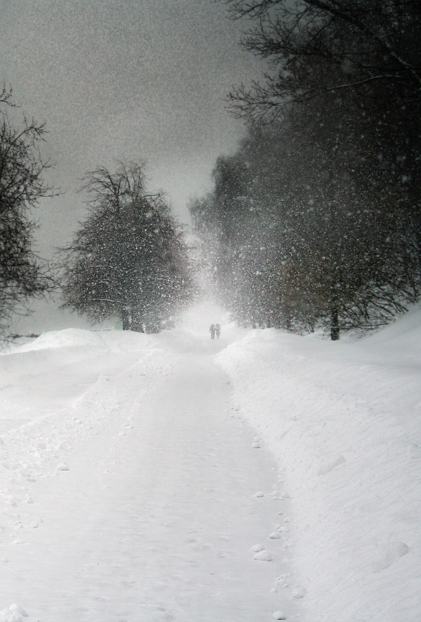 Принесенные снегом