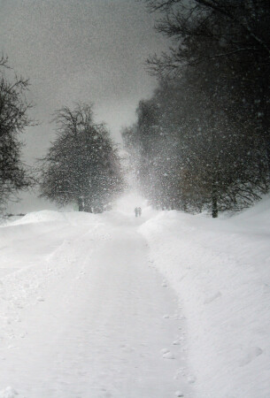 Принесенные снегом