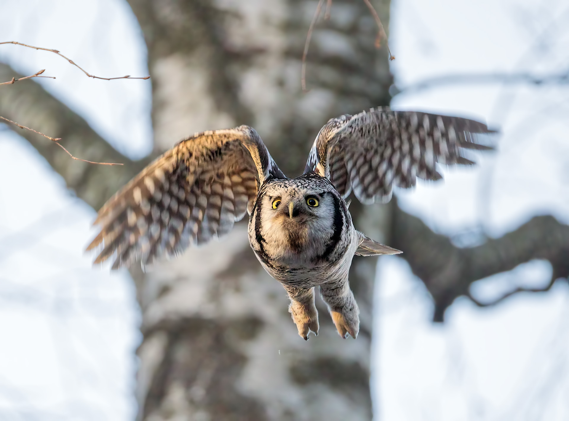 Полет ястребиной совы