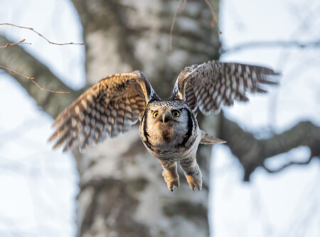Полет ястребиной совы