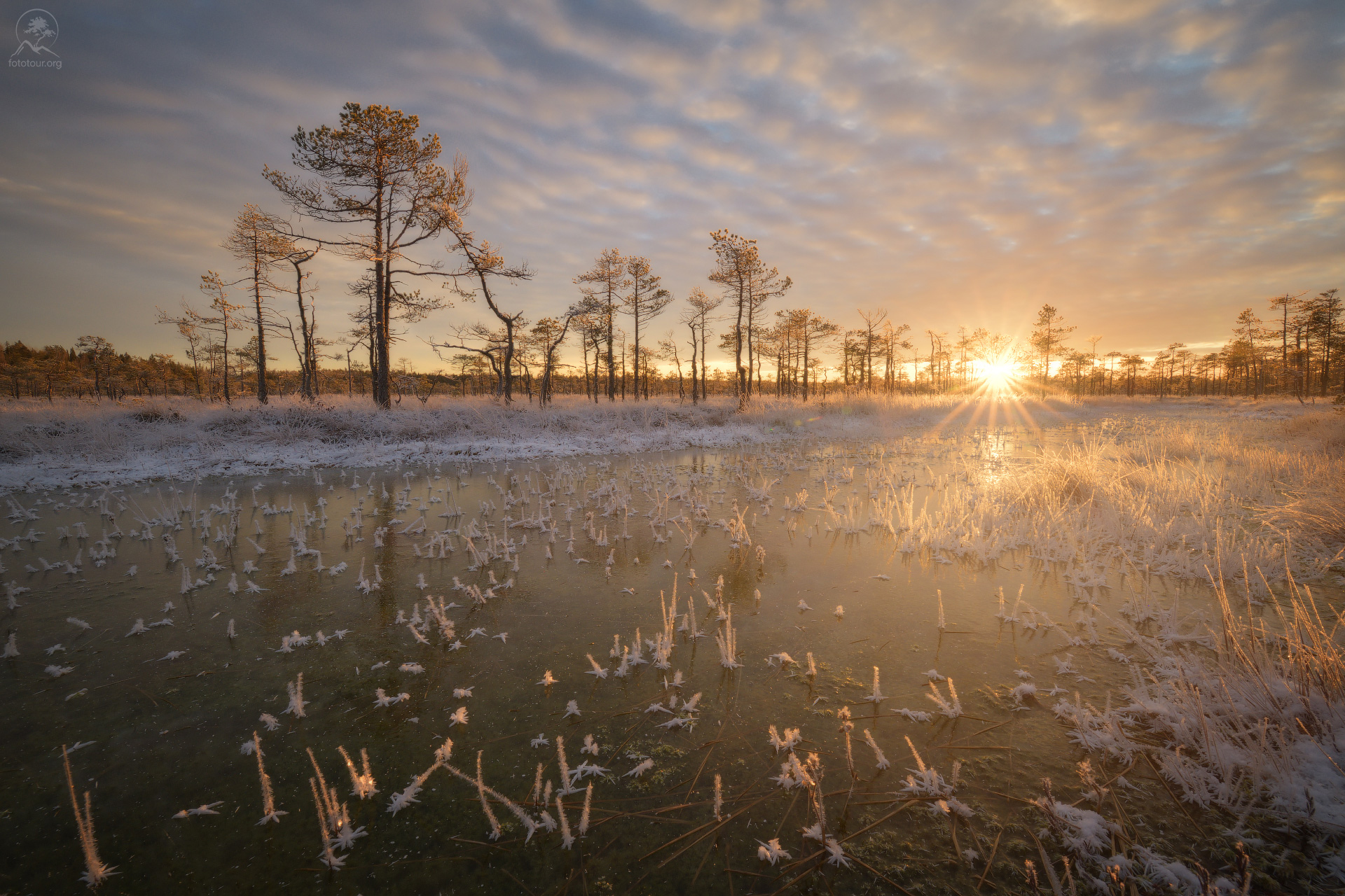 Заморозки на болоте