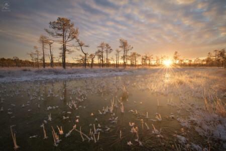 Заморозки на болоте