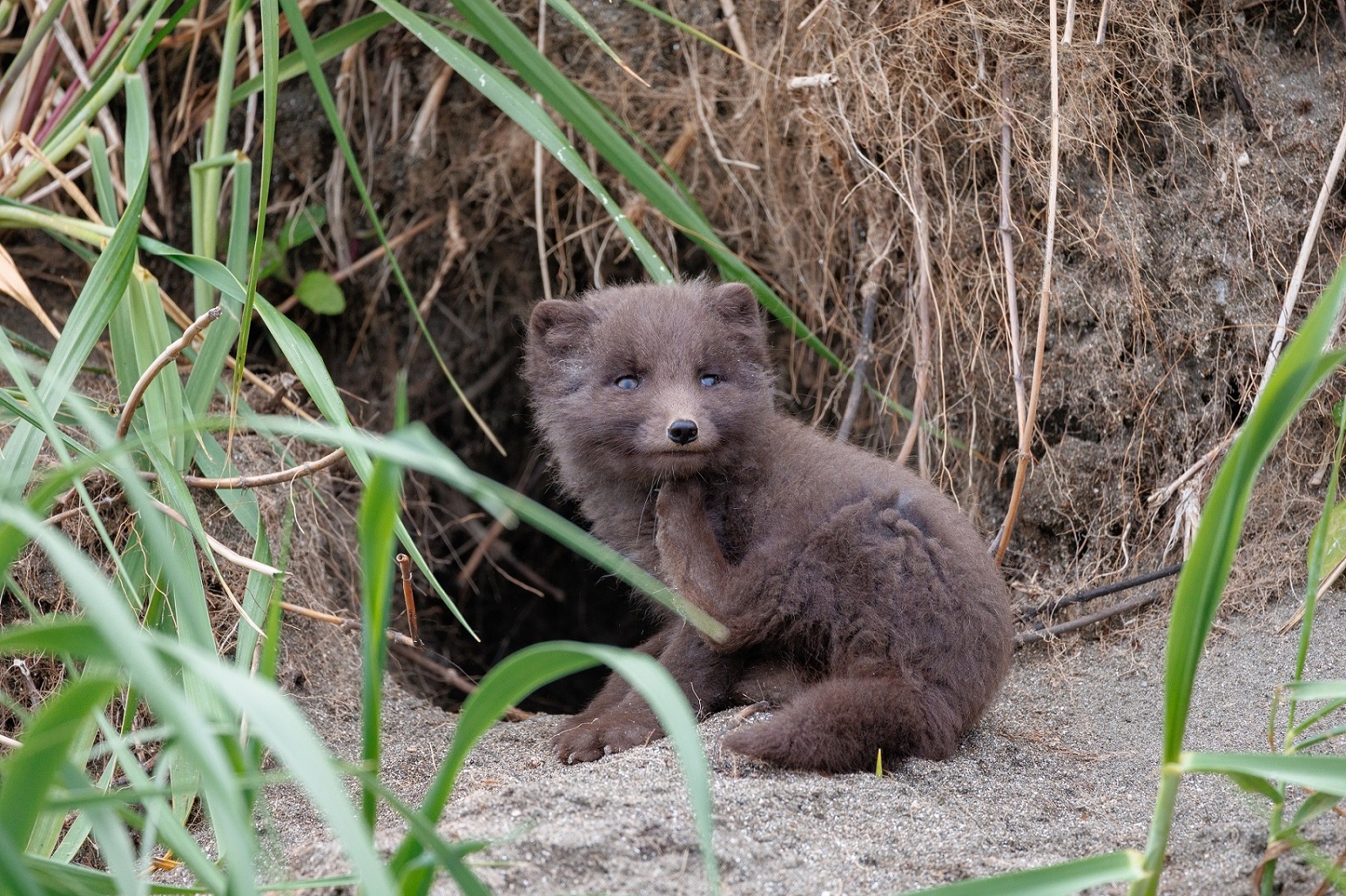 Молодой песец
