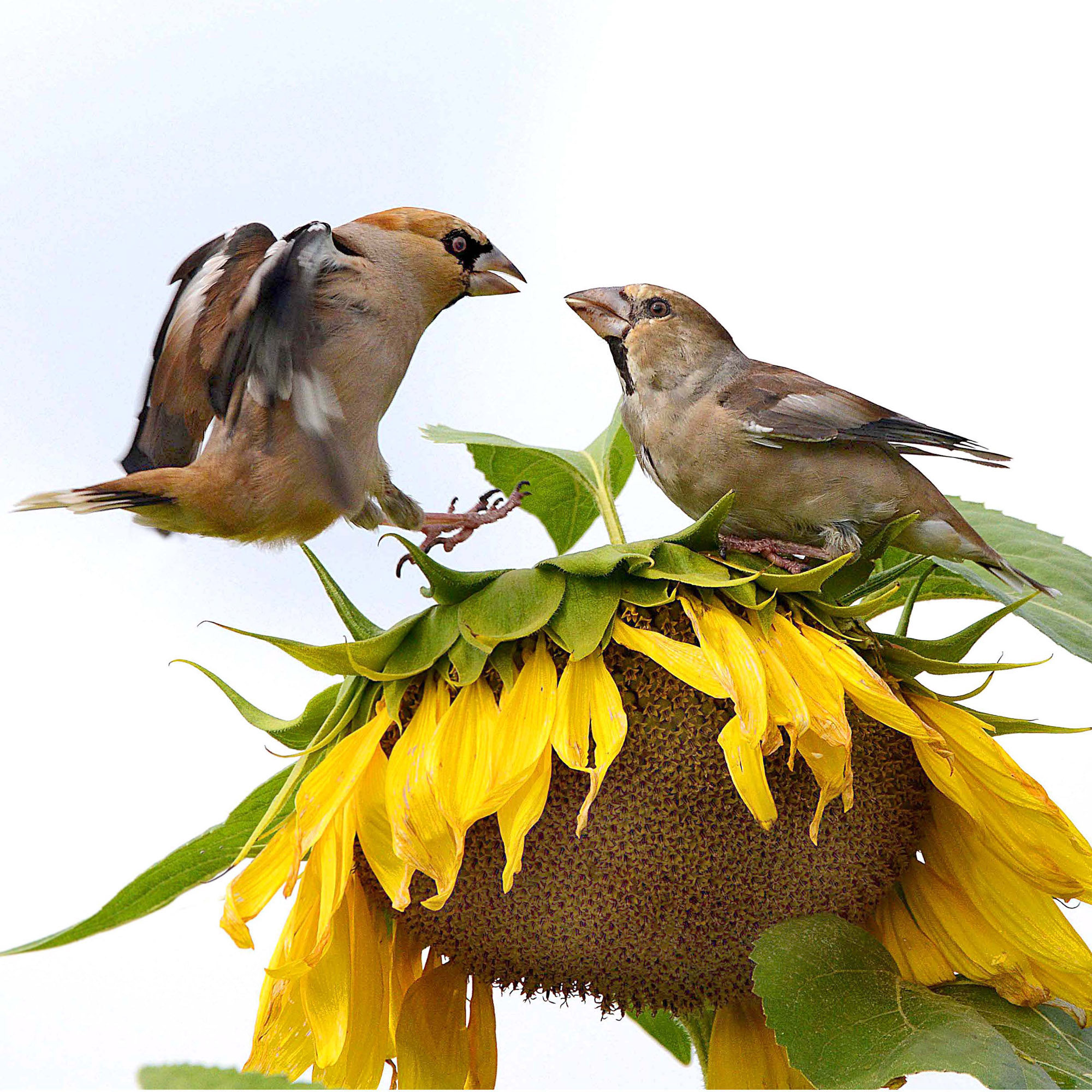 Бои местного значения