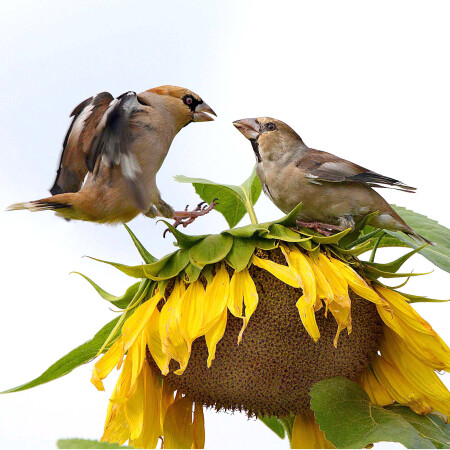 Бои местного значения