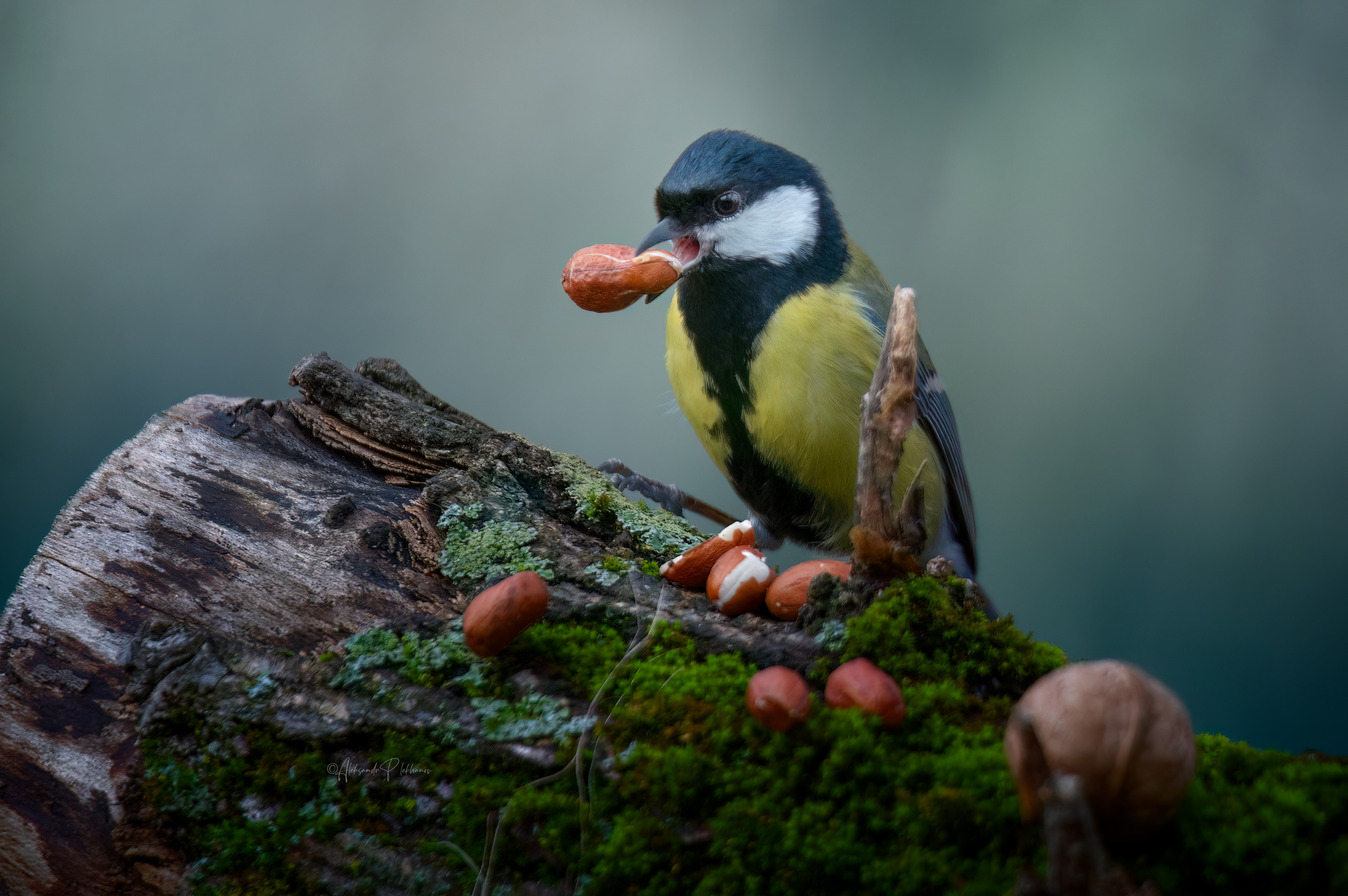 Кажется я удачно зашёл ...