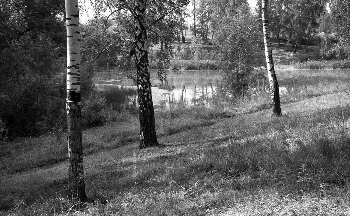 Березки средней полосы
