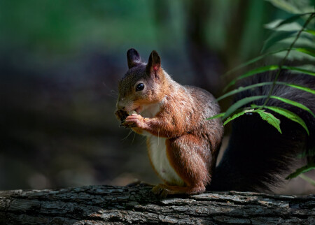 в тени веток